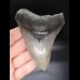 10,7cm sehr guter, scharfer Haizahn Megalodon