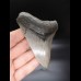 10,7cm sehr guter, scharfer Haizahn Megalodon