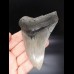 10,7cm sehr guter, scharfer Haizahn Megalodon