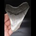 10,7cm sehr guter, scharfer Haizahn Megalodon