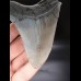 10,7cm sehr guter, scharfer Haizahn Megalodon