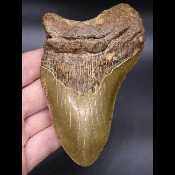13,0cm riesiger Megalodon Hai Zahn
