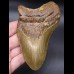 13,0cm riesiger Megalodon Hai Zahn