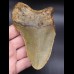 13,0cm riesiger Megalodon Hai Zahn