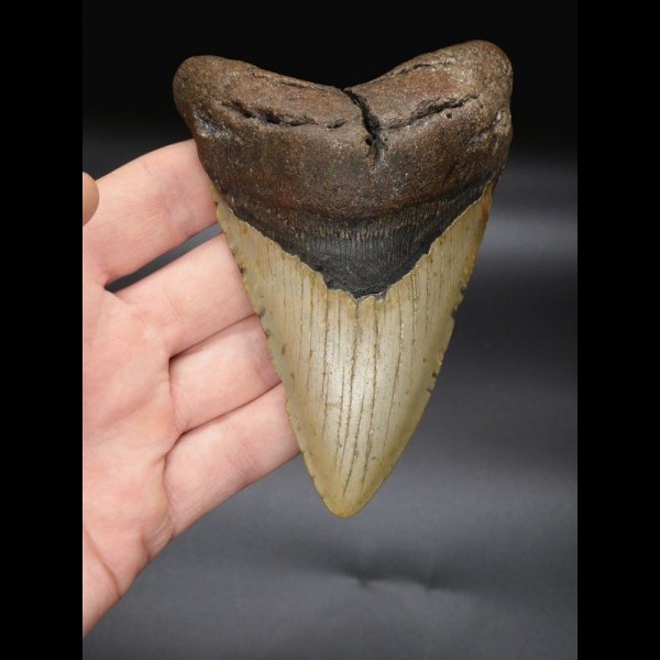 12,0cm Megalodon Haizahn Hai USA