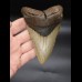 12,0cm Megalodon shark tooth shark USA