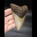 12,0cm Megalodon shark tooth shark USA