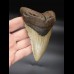 12,0cm Megalodon Haizahn Hai USA