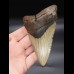 12,0cm Megalodon shark tooth shark USA
