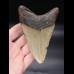 12,0cm Megalodon shark tooth shark USA