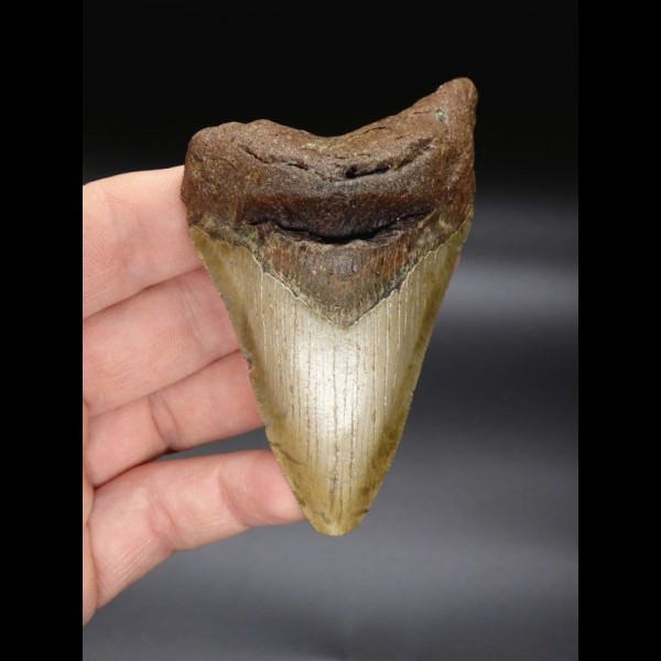 9,5cm Megalodon Haizahn Hai USA