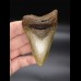 9,5cm Megalodon shark tooth shark USA