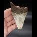 9,5cm Megalodon shark tooth shark USA