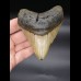 10,7 cm Zahn des Megalodon 