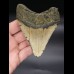10,7 cm Zahn des Megalodon 
