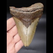 12,3cm Megalodon shark tooth shark USA