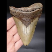 12,3cm Megalodon Haizahn Hai USA