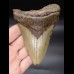 12,3cm Megalodon shark tooth shark USA