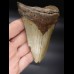 12,3cm Megalodon shark tooth shark USA