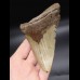 12,3cm Megalodon shark tooth shark USA