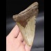 12,3cm Megalodon Haizahn Hai USA