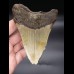 12,3cm Megalodon shark tooth shark USA