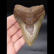 10,6 cm Megalodon shark tooth shark USA