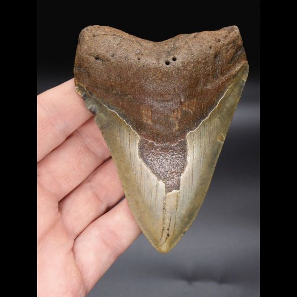 10,6 cm farbiger Zahn des Megalodon 