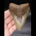 10,6 cm farbiger Zahn des Megalodon 