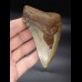 10,6 cm farbiger Zahn des Megalodon 