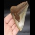 10,6 cm farbiger Zahn des Megalodon 