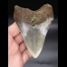 10,6 cm farbiger Zahn des Megalodon 