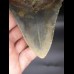 10,6 cm farbiger Zahn des Megalodon 