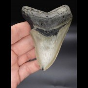 10,1cm Megalodon shark tooth shark USA