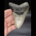 10,1 cm Megalodon Haizahn 