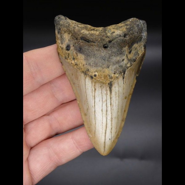 8,9cm Megalodon shark tooth shark USA
