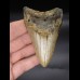 8,9cm Megalodon shark tooth shark USA