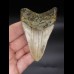 8,9cm Megalodon shark tooth shark USA