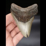10,1 cm good Megalodon shark tooth shark USA