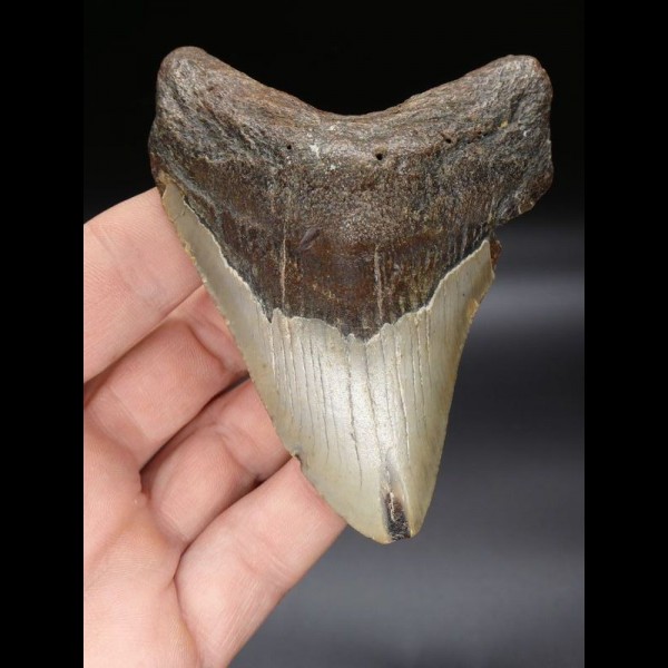 10,1 cm großer Zahn des Megalodon