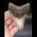 10,1 cm großer Zahn des Megalodon