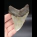 10,1 cm großer Zahn des Megalodon