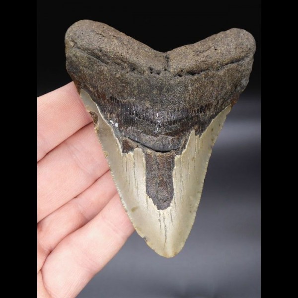 10,5cm Megalodon shark tooth shark USA