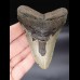 10,5cm Megalodon shark tooth shark USA
