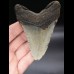 10,5cm Megalodon shark tooth shark USA