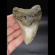8,7 cm heller Zahn des Megalodon
