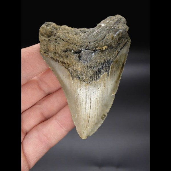 8,7 cm Megalodon shark tooth shark USA