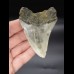 8,7 cm Megalodon shark tooth shark USA