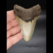8,3cm Megalodon shark tooth shark USA