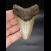 8,3cm Megalodon shark tooth shark USA